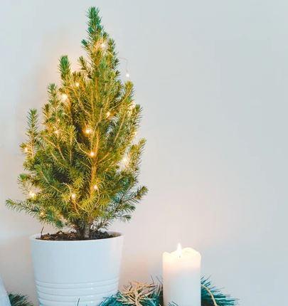 Rocking around the (sustainable) Christmas tree