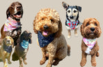 6 dogs in gfw clothing bandanas